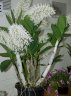 Dendrobium  speciosum